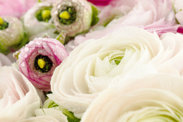 Persian buttercup. Bunch pale pink ranunculus flowers light background. Wallpaper, Horizontal photo .