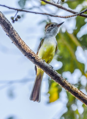 Papamoscas copeton