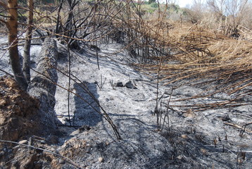 Wildfire Disaster in Valencia Spain