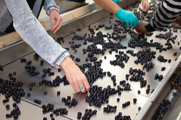 person hand sorting the grapes in steel modern winery machine with red grape