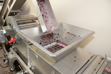 Pouring vine grapes in grape squezzing harvest wine steel machine line in bordeaux