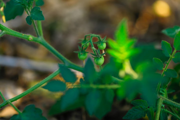 Fresh green tomato plant in India 