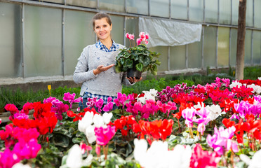 Female florist working with potted cyclamen