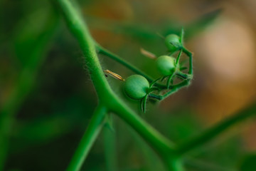 Fresh green tomato plant in India 
