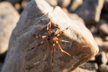 spider on rock