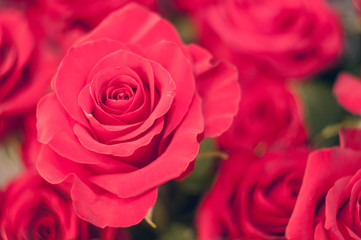 Red roses close up