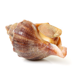 live conch on white background