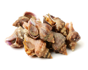 live conch on white background