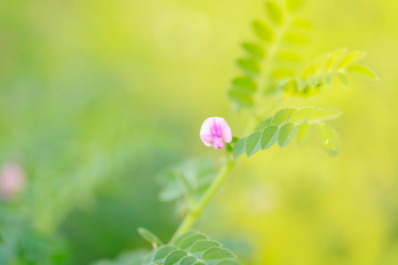 Fresh Green Chickpeas field , Chick peas also known as harbara or harbhara in hindi and Cicer is...
