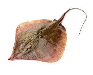 Fresh ray fish isolated on white background © zcy