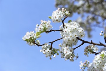 White cherry blossom blooming on tree. photo 