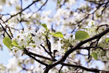 White cherry blossom blooming on tree. photo 