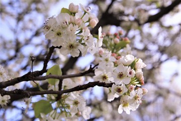 White cherry blossom blooming on tree. photo 