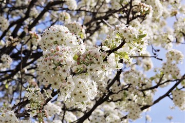 White cherry blossom blooming on tree. photo 