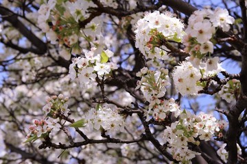 White cherry blossom blooming on tree. photo 