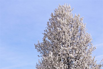 White cherry tree blooming blue sky background. photo 