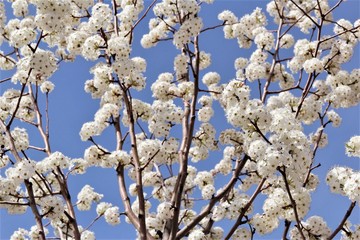 White cherry blossom blooming on tree. photo 
