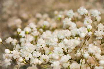 White flowers baby's breath