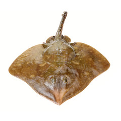 Fresh ray fish isolated on white background © zcy