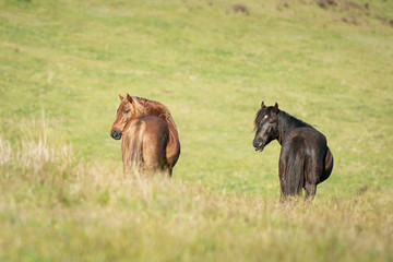 Two wild Kaimanawa horses looking over their shoulders