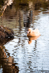 Beautiful pink duck swimming in the lake 