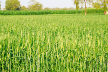 Green wheat farm in India