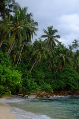 Fototapeta na wymiar Paradise beach in Sri Lanka
