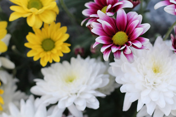 Colourful Daisies Backdrop Plant Surface