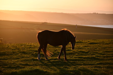 Cornish horse at sunrise