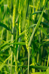 Close-up view of green wheat field in India