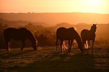 Fototapeta na wymiar Cornish horses at sunrise