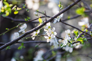 Easter and spring concept; Close up and focused on a single branch with white spring flowers and fresh green leafs on natural background  