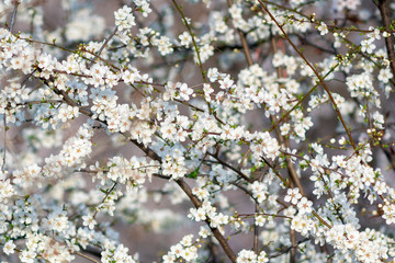 White and pinkish spring flowers with fresh green leafs blossoming on a tree