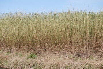 Fototapeta premium Long Riverbed Grass, Spanish Countryside