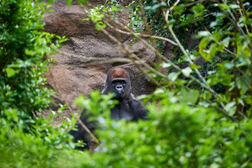 A meditating gorilla in a zoo