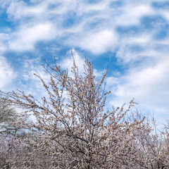 A tree in spring time with white blossom and a blue sky with white clouds in background 
