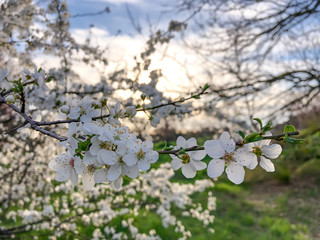 Close up on flowers during spring time with white blossom and a blue sky with white clouds in background 