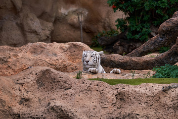 White tiger in zoo