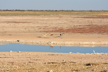 Fototapeta na wymiar Thomson's gazelle Etosha National Park, Namibia