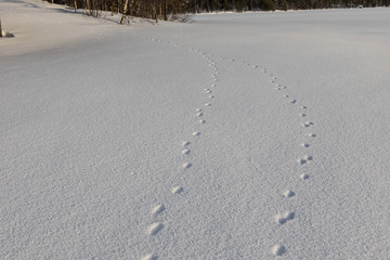 Abstract white background with animal footprints in the snow. Paw print of a wild or domestic animal on white snow in winter.