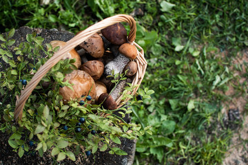 Ceps and blueberries lie in a basket. Shot from above, close up. Forest card. Autumn background.