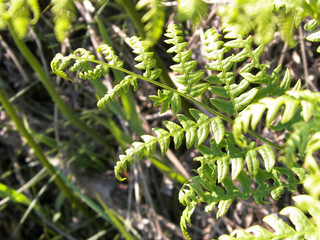 Close up of green leaves of green fern.