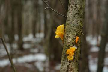 Fototapeta premium the first spring mushroom