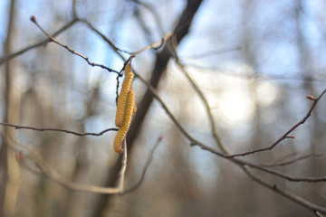 Hazelnut, spring flowering.