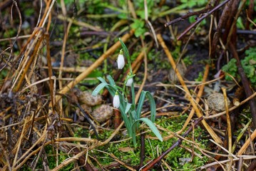 Naklejka na ściany i meble bush of white wild flowers of snowdrops in drops of water in green moss on nature in the spring forest