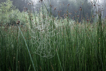 Spider web on reeds