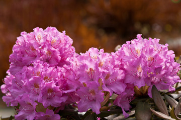 Flowers rhododendron in the garden in sunny day