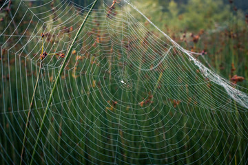 Spider web on reeds