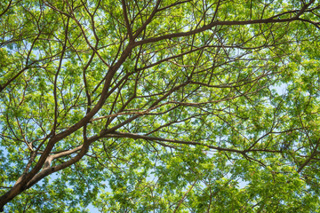 Tree with blue sky .