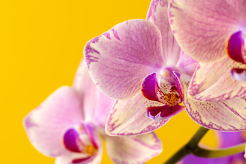 Fototapeta na wymiar Orchid bloom flowers branch on yellow background close up